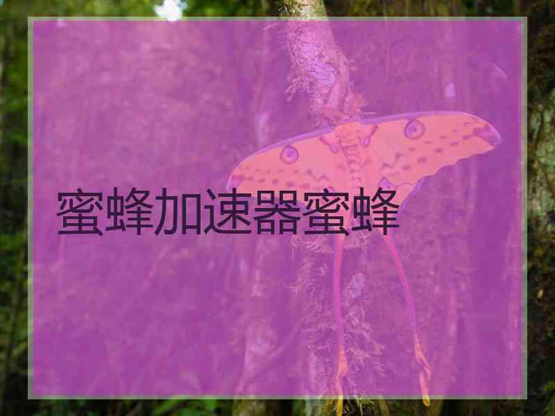 蜜蜂加速器蜜蜂