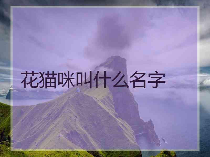 花猫咪叫什么名字