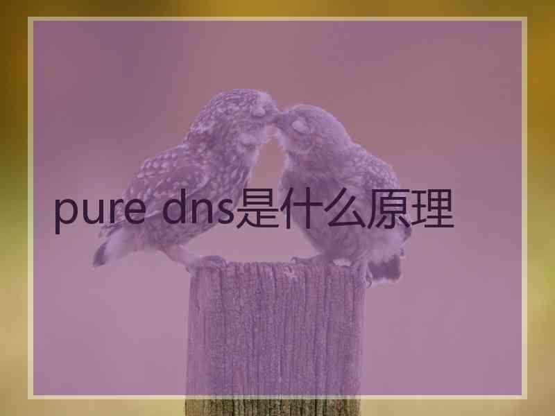 pure dns是什么原理